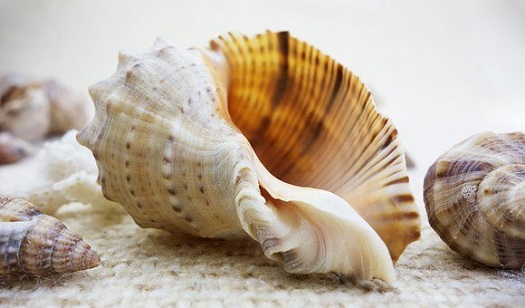 conch for Puja