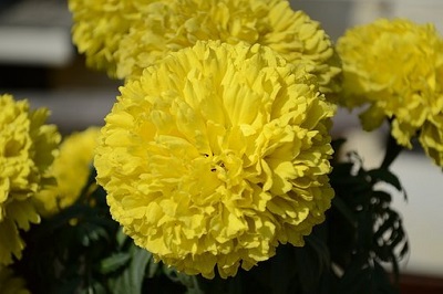 flowers used in Puja